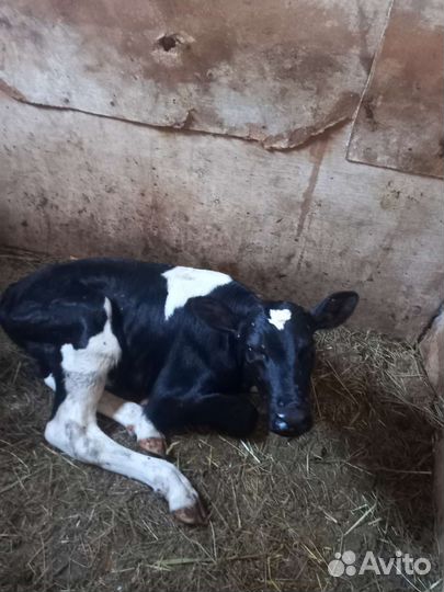 Бычки голштины