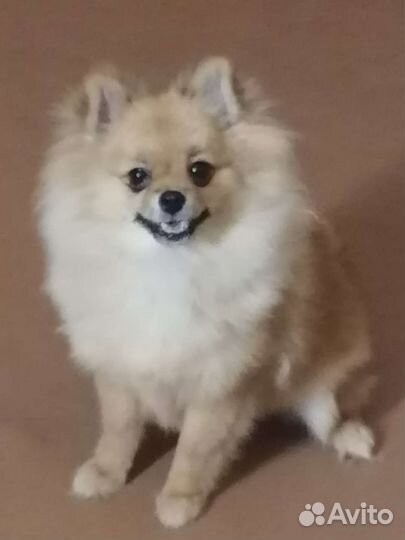 Шпиц. Девочка. 6 месяцев