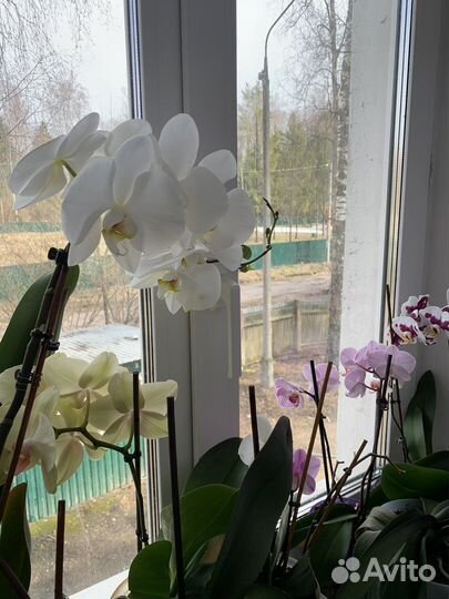 Орхидея