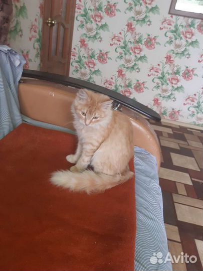 Кошка