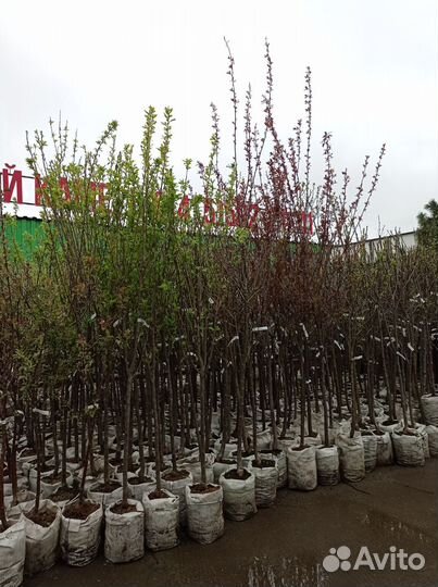 Крупномеры плодовых деревьев