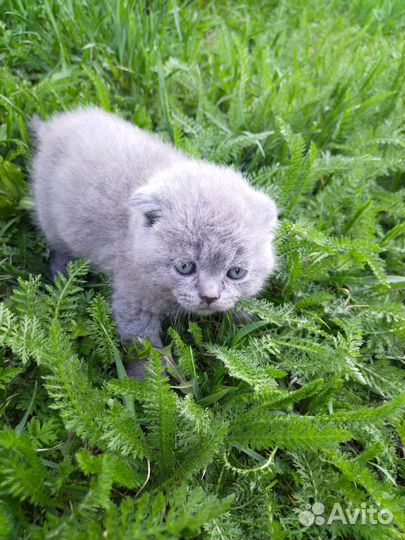 Шотландские вислоухие котята