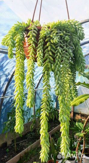 Очиток Моргана