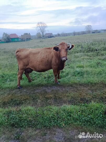 Корова дойная, кто хочет можно и на мясо