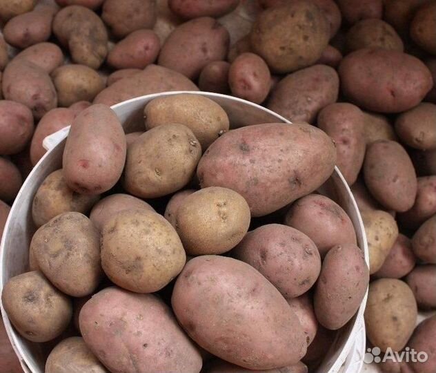 Картофель домашний