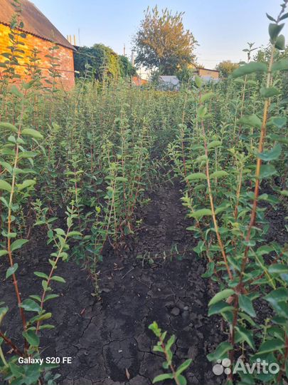 Саженцы Жимолость опт