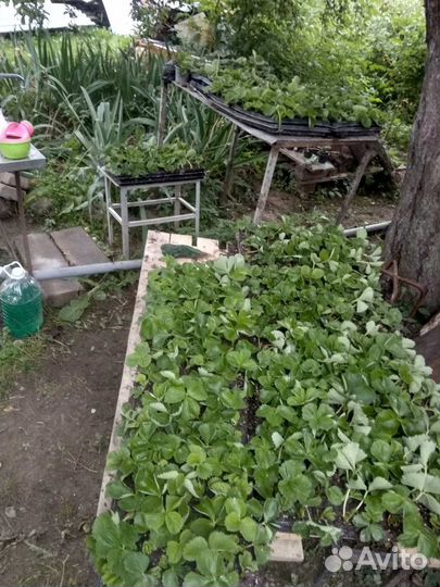 Рассада клубники