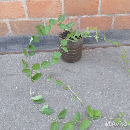 Жимолость каприфоль