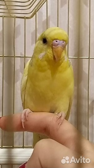 Волнистый попугай самец