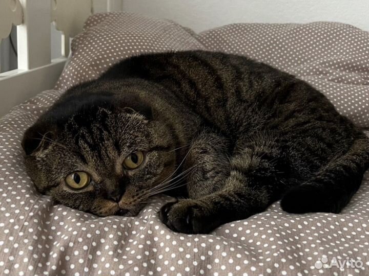 Шотландский вислоухий кот