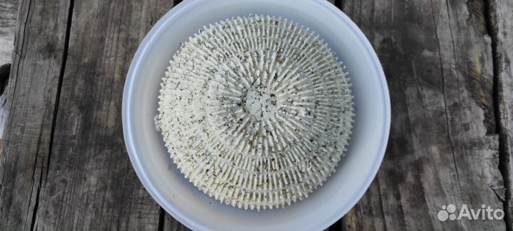 Свежий домашний козий сыр