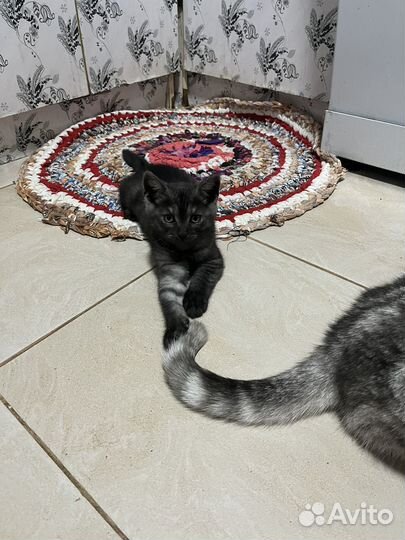 Британский котик