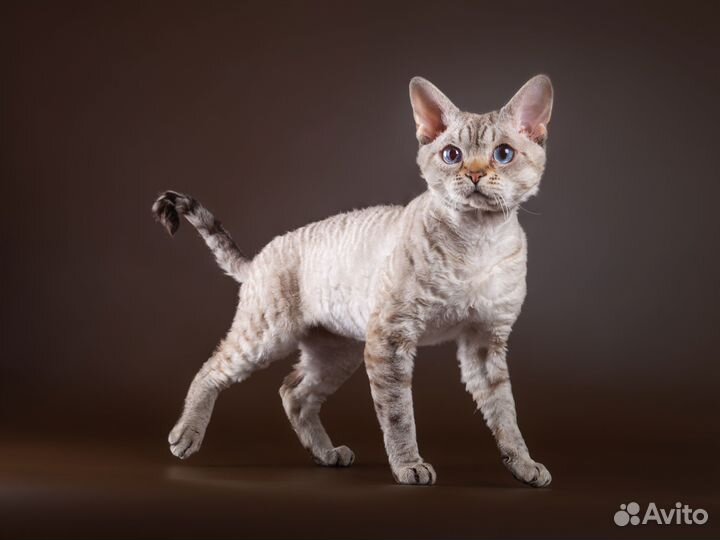 Кот девон-рекс вязка