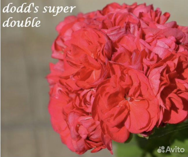 Пеларгонии сортовые