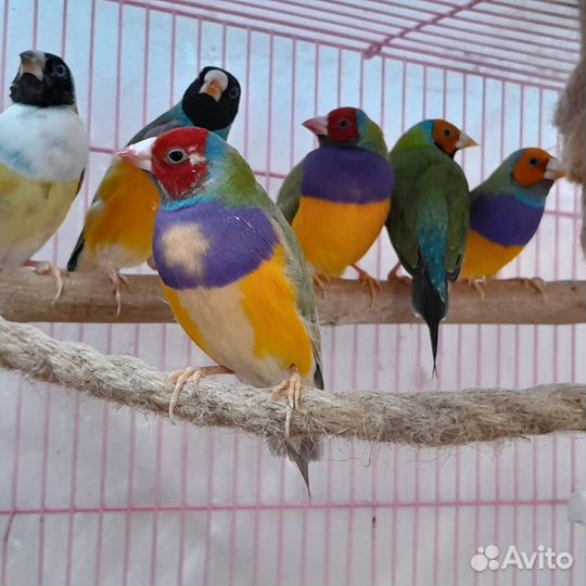 Амадины гульда