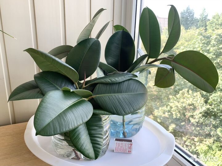 Фикус эластика Робуста