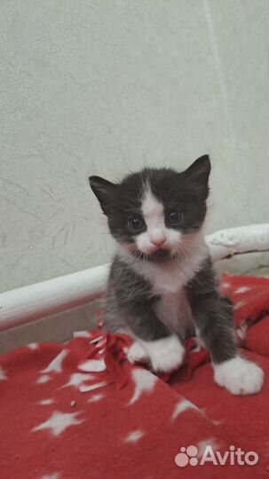 Котята в дар