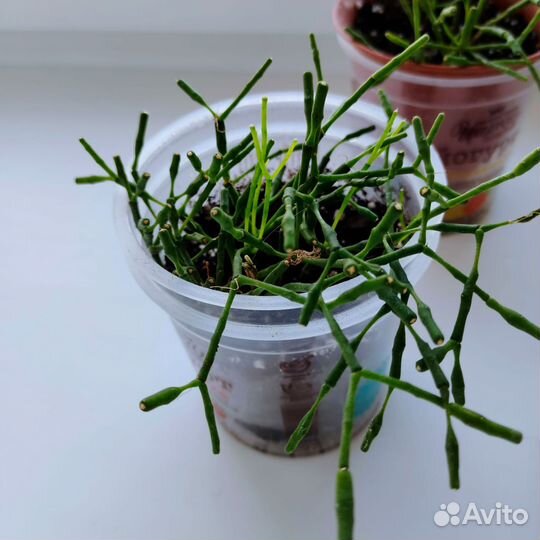 Хатиора