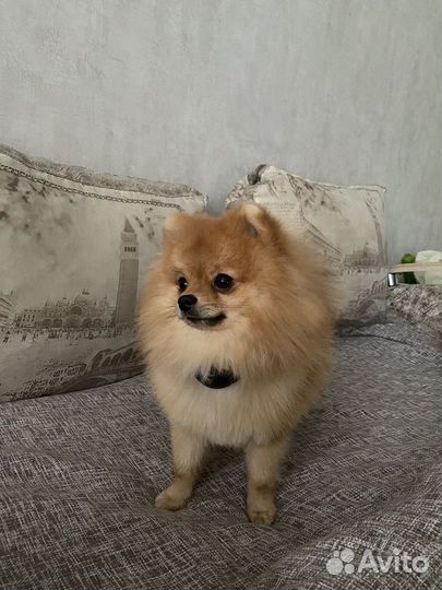 Померанский шпиц, ждем невесту