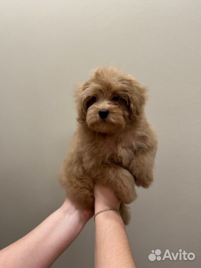 Мини мальчик мальтипу ф1