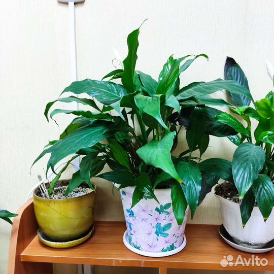 Спатифиллум