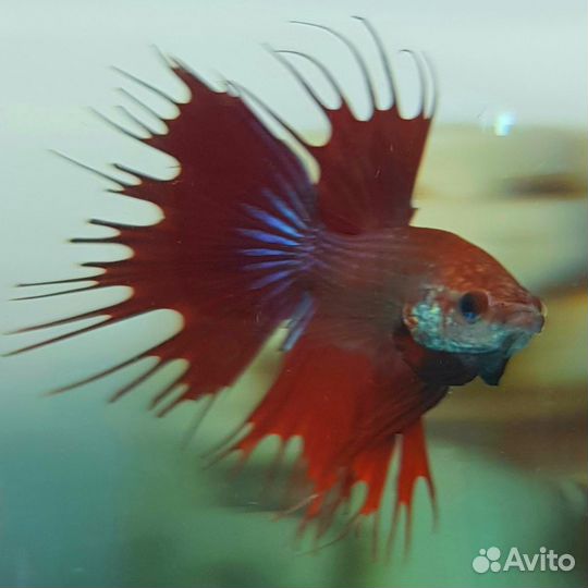 Рыбка петушок
