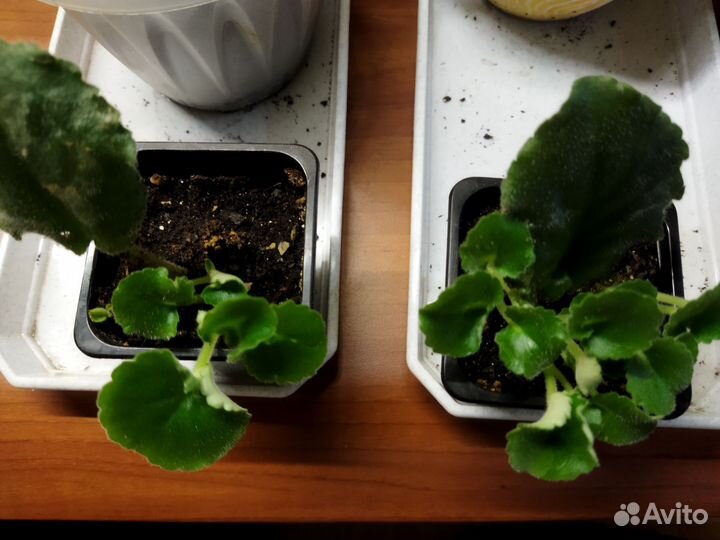 Фиалки, фуксии