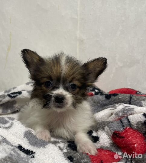 Папийон щенок мальчик