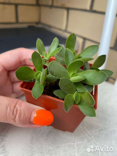 Крассула Мани Майкер