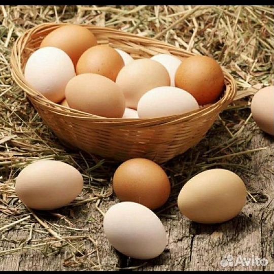 Яйцо домашнее