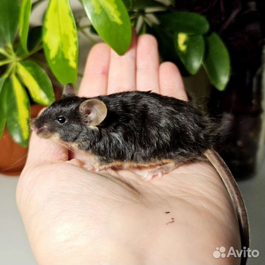 Декоративные мыши