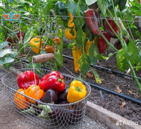 Сборщики томатов вахта