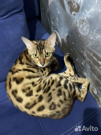 Бенгальская