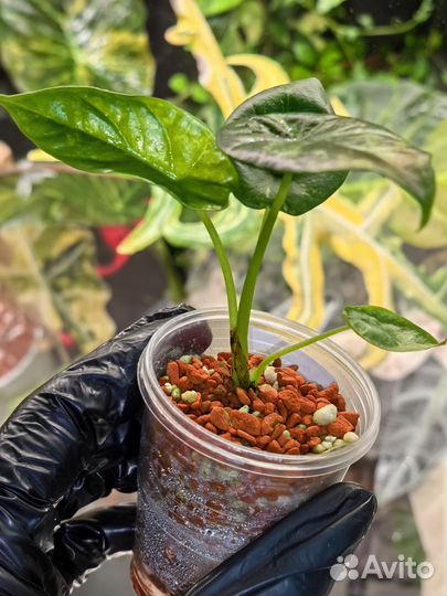 Алоказия Синуата минт