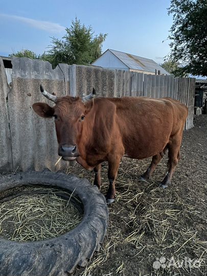 Корова дойная