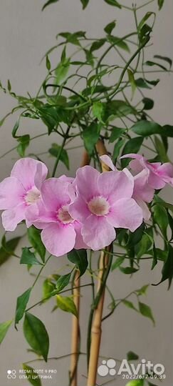 Красивоцветущие, экотические растения