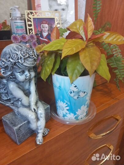 Комнатный цветок