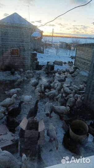 Гусята суточные. Подрощенные. Обмен на сахар.яйца