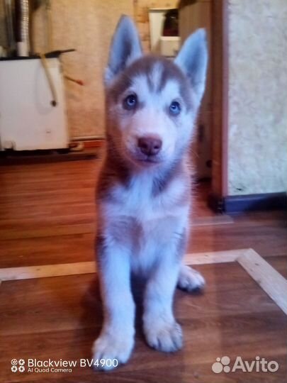 Щенки сибирской хаски