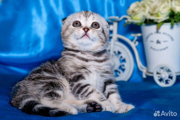 Шотландские вислоухие котята мраморные