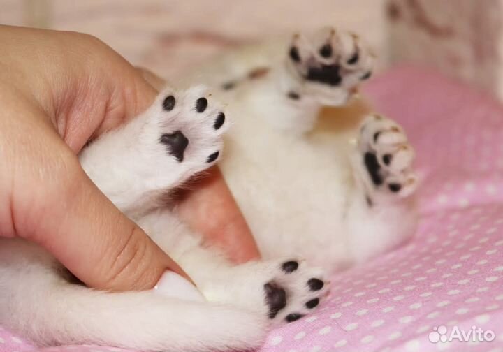 Котята серебристые британские шиншиллы