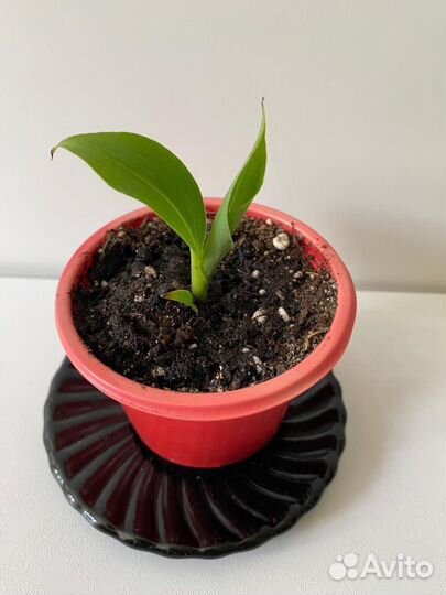 Банан карликовый киевский