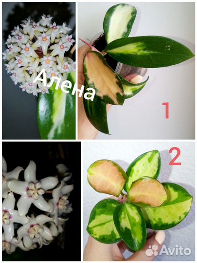 Хойи вар,загорающие и др