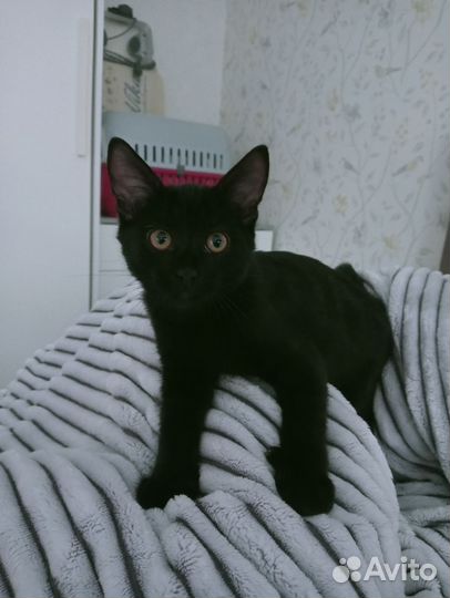 Котята ищут дом