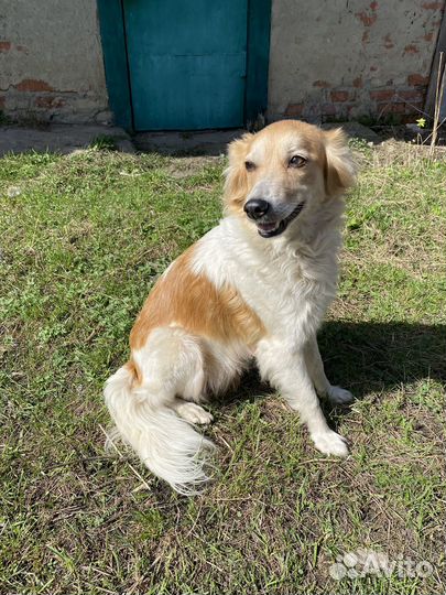 Умная собака в добрые руки