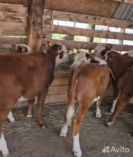 Телки герефорд