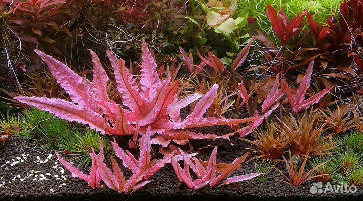 Криптокорина Фламинго (Cryptocoryne Flamingo) мер