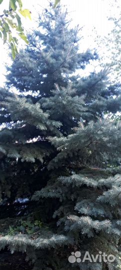 Ель голубая