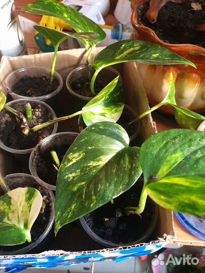 Комнатные цкеты