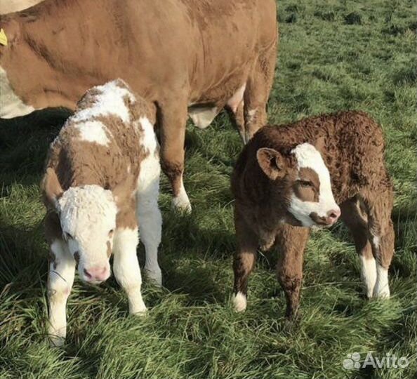 Бычки крс молодняк